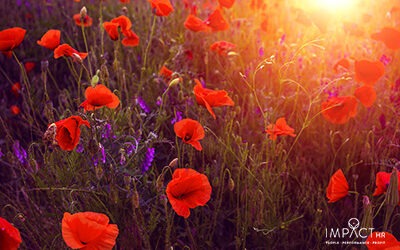 How to Mark Remembrance Day in Your Office